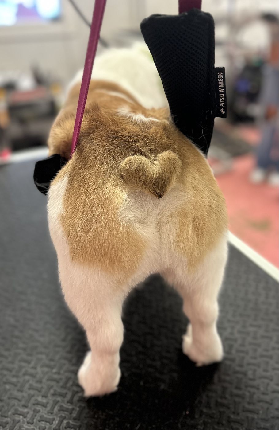 A fluffy dog on the grooming table after a trim