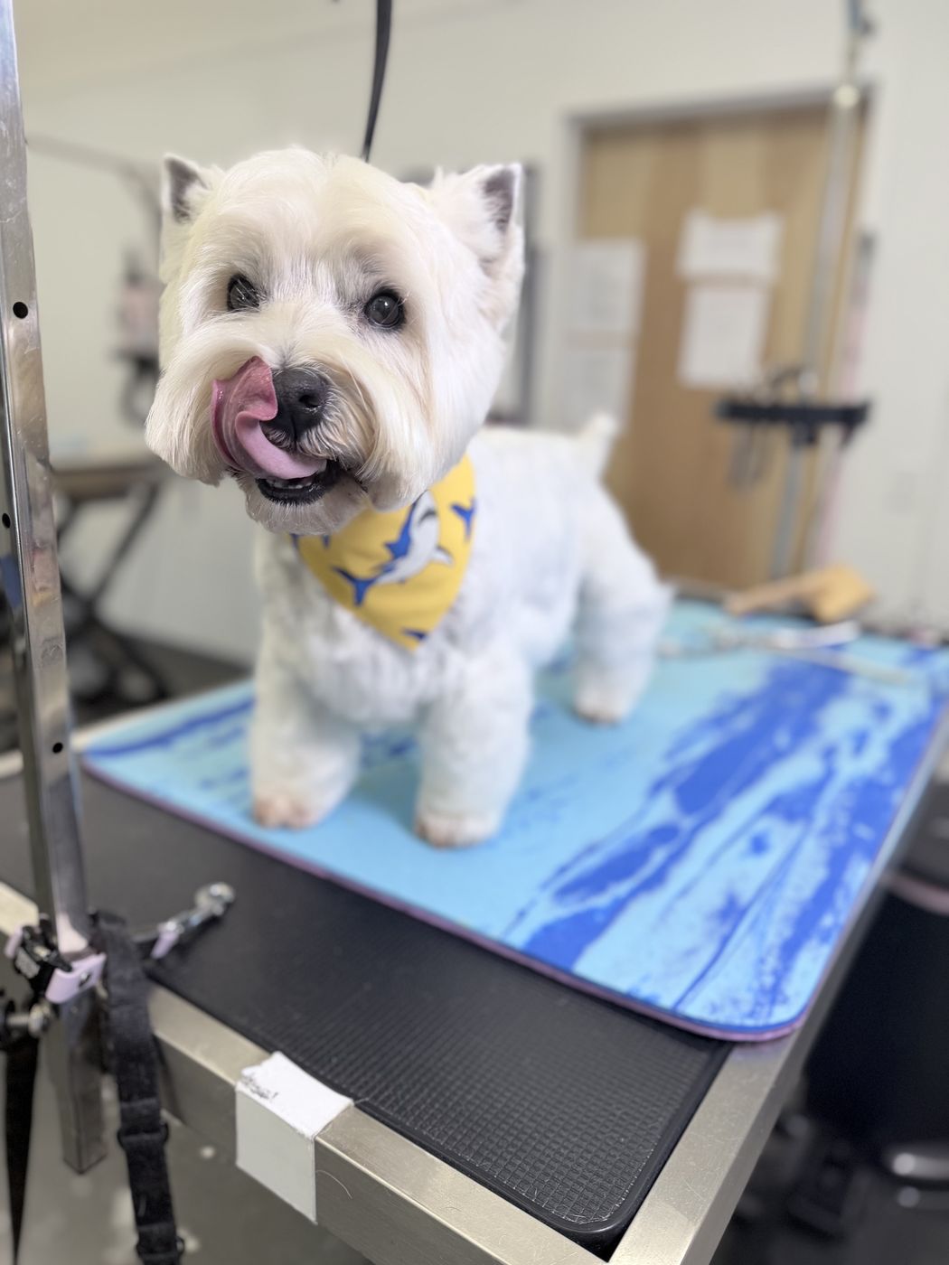 A westie in a yellow bandana after a trim